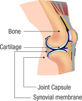 joint_diseases_normal_pic1